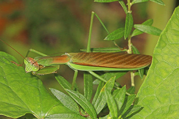 Chinese mantis, Tenodera sinensis